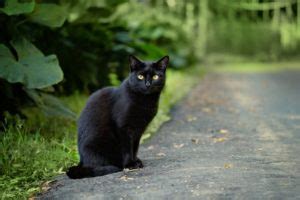 猫が横切る ジンクス|黒猫が横切るのは幸運の前兆？行動別のジンクスや意味について。